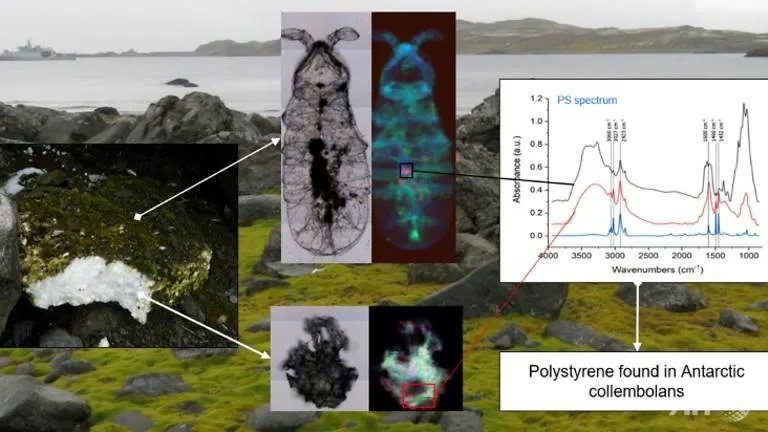 Plastic ‘has entered’ Antarctic terrestrial food chain