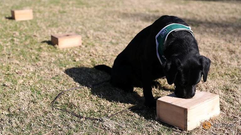 Chilean dogs sniff out COVID-19 in early stages